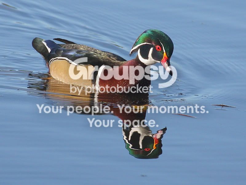 IMG_5003sm.jpg