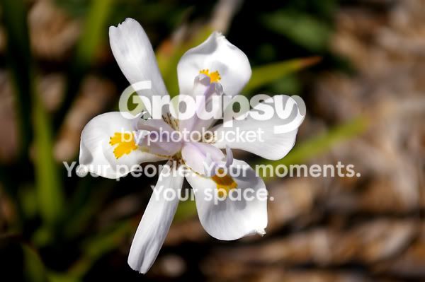 flower3.jpg