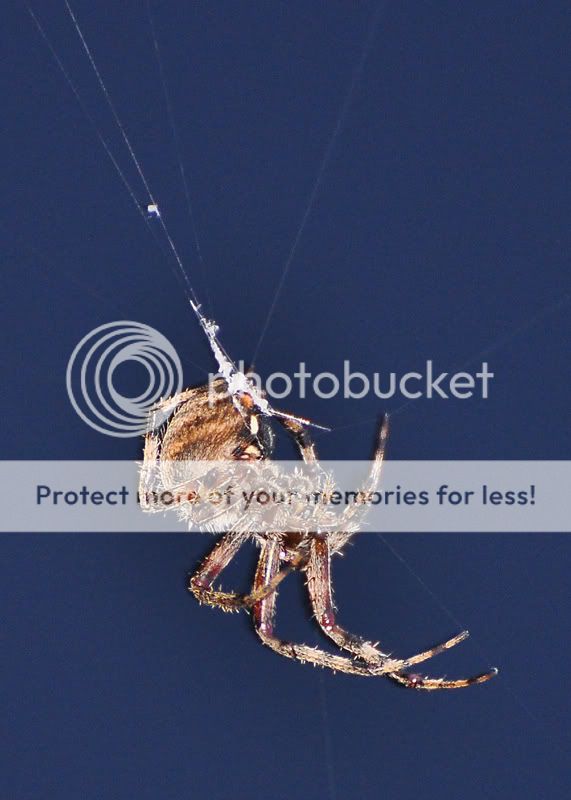 Spider4703resized.jpg