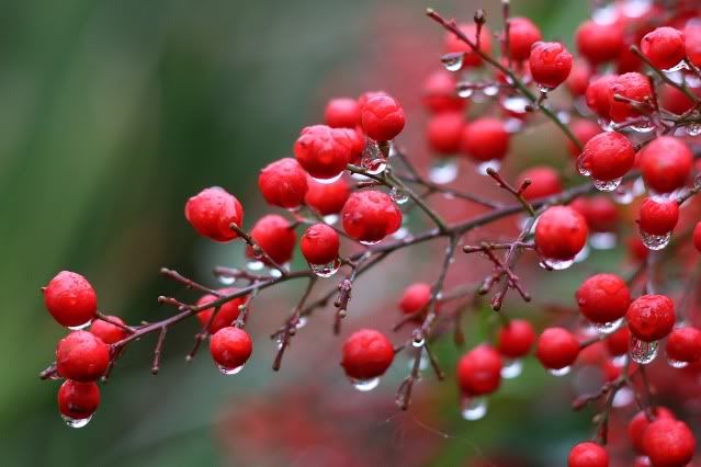 berries3.jpg