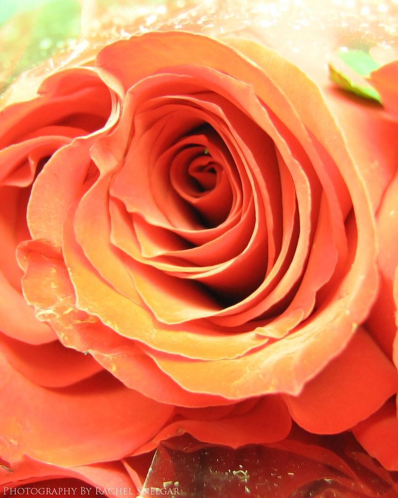 2295261572_a48c3ff213_b.jpg