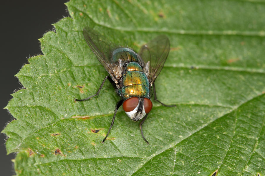 Gold_Fly_by_mack1time.jpg