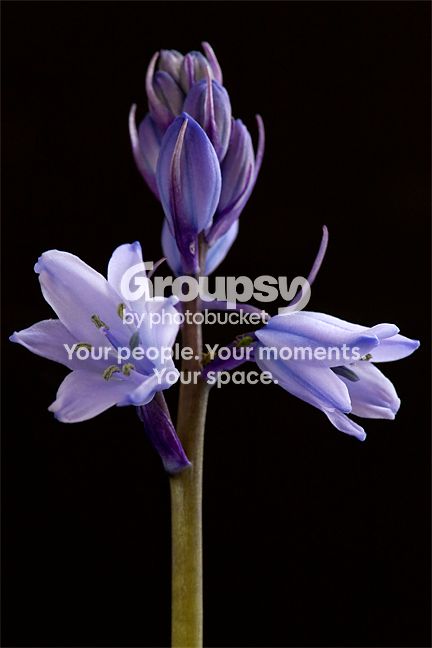 Bluebell.jpg