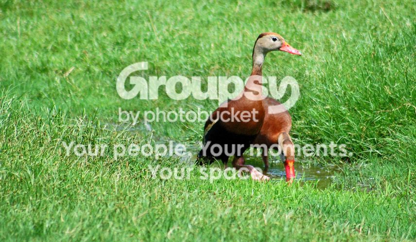 Ducks11111.jpg