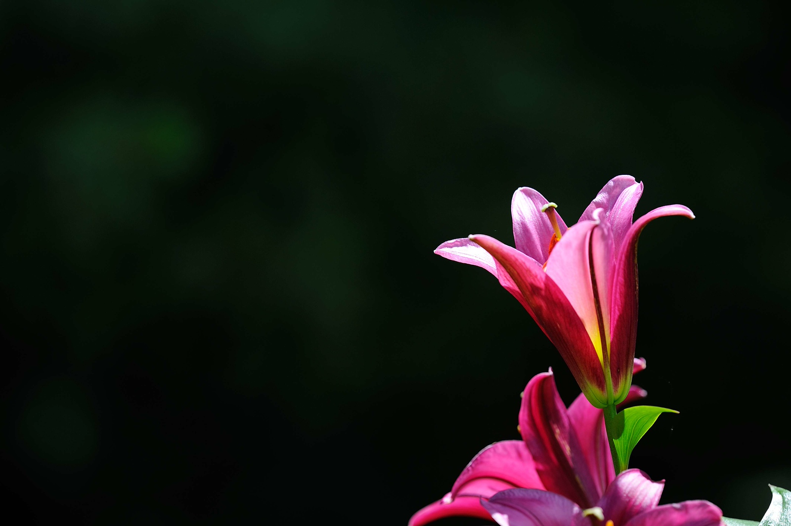 DSC_00048-X3.jpg