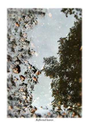 Reflectedleaves.jpg