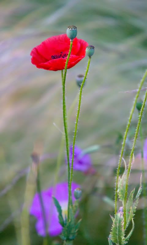 IMG_6584-Edit.jpg