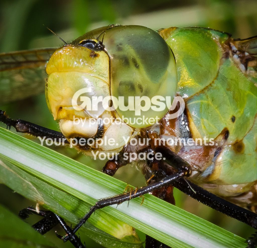 Dragonfly%20Head-1_zpsc7398776.jpg