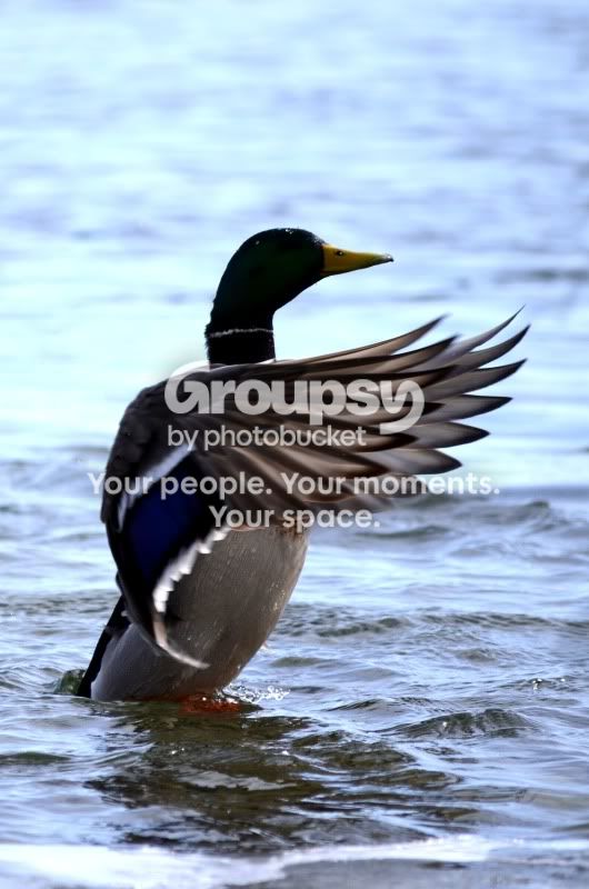 duck6.jpg