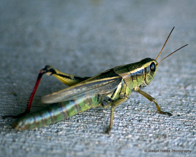 DSC_0224.jpg