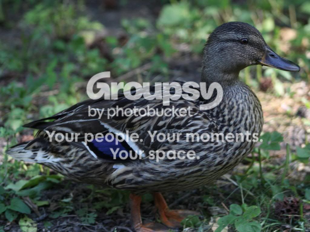DuckCloseup.jpg