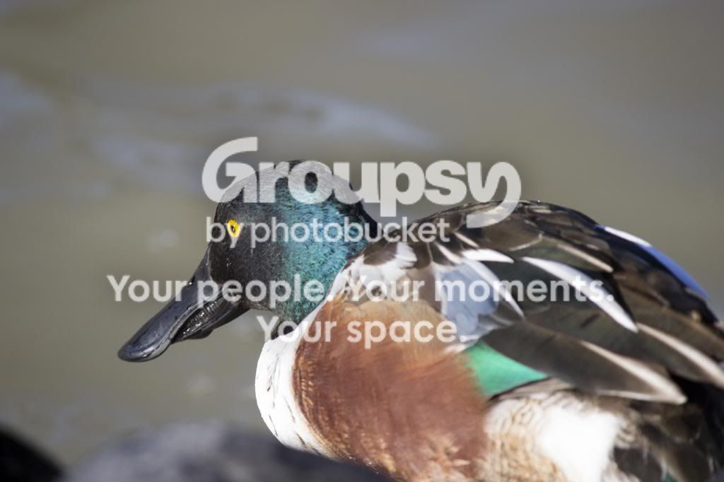 scaup_zpsb151c939.jpg