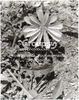 flower.jpg