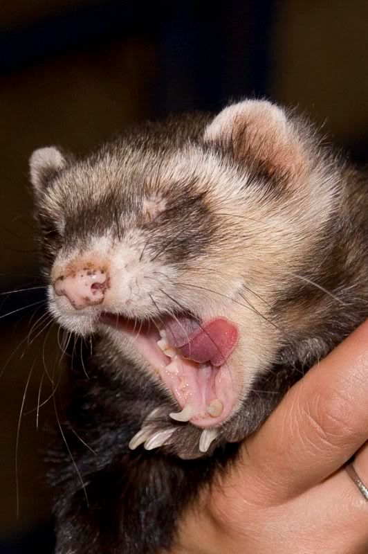 Ferret.jpg