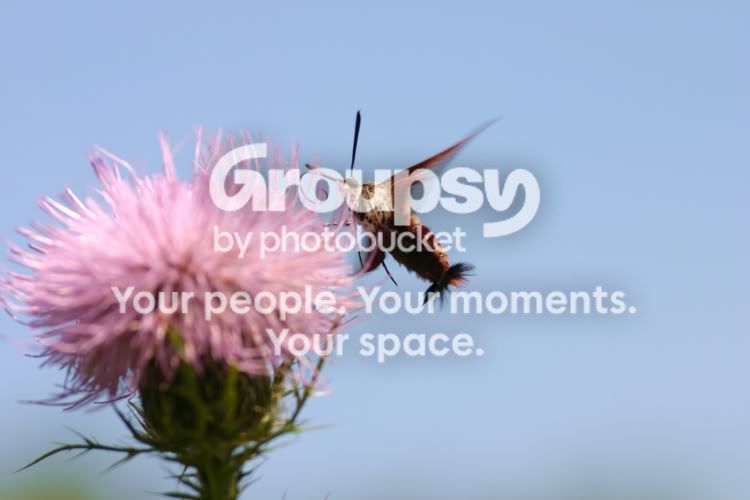 hummingbirdmoth.jpg