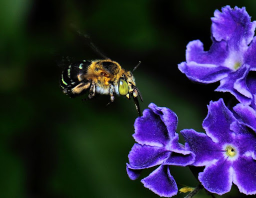 HoveringBee.jpg