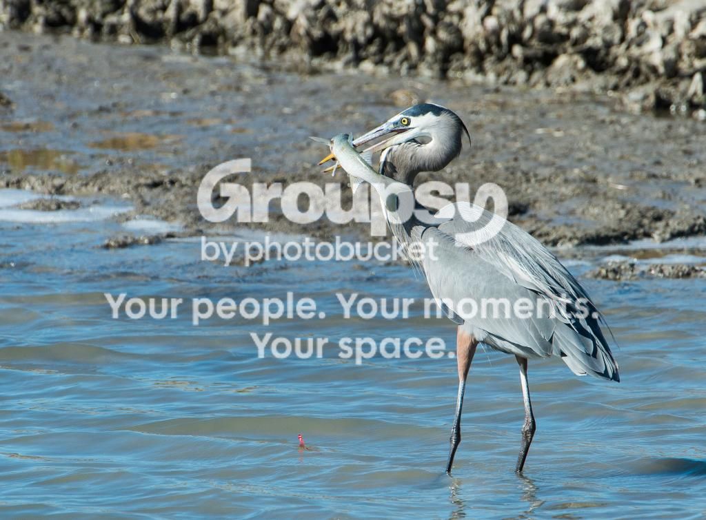 GreatBlueHeronw-Mullet_zps3f903afb.jpg