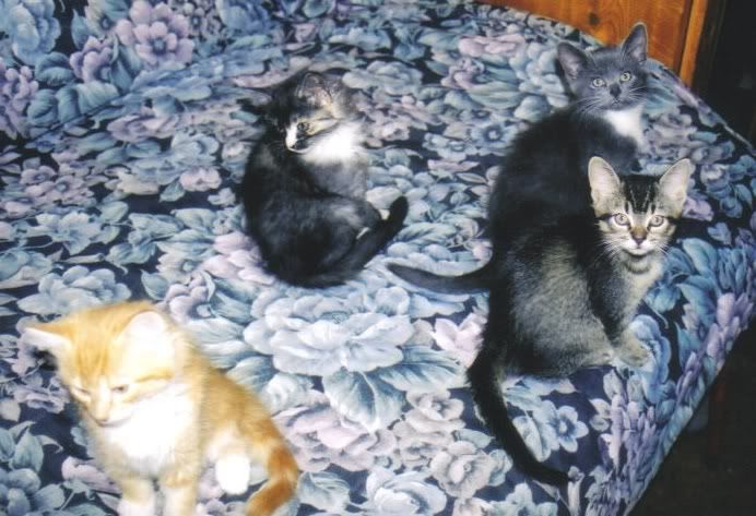 kittens_3mos.jpg