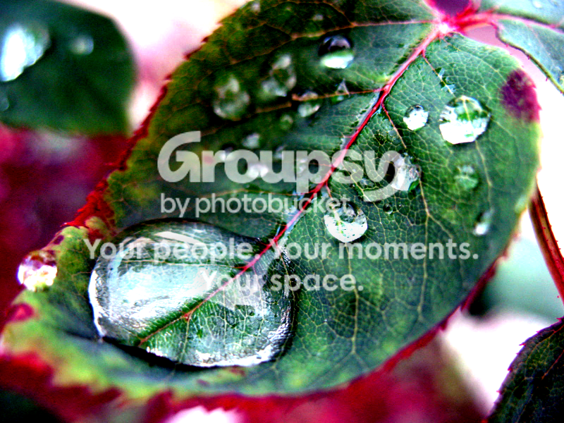 leaf.png