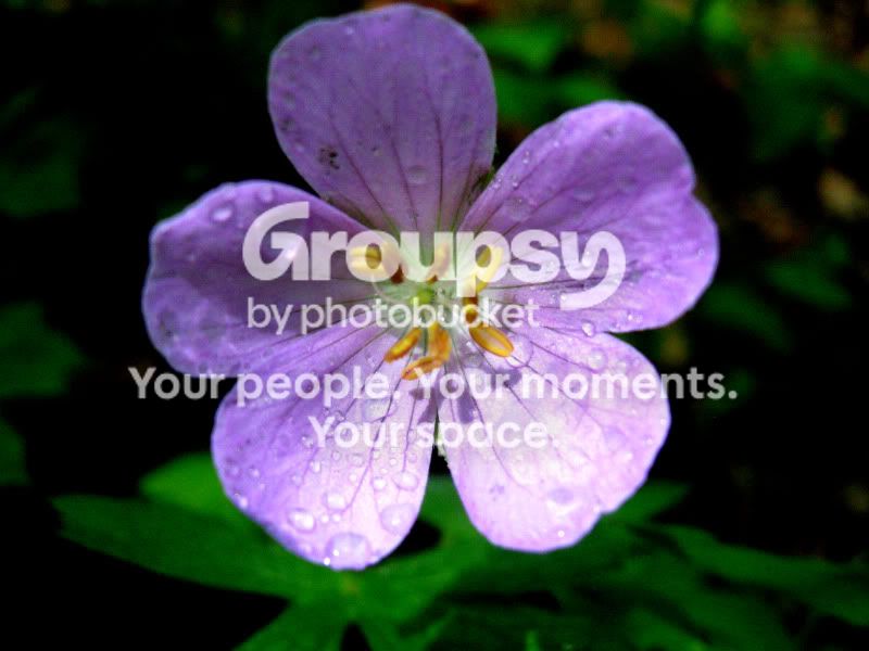 IMG_0742a.jpg