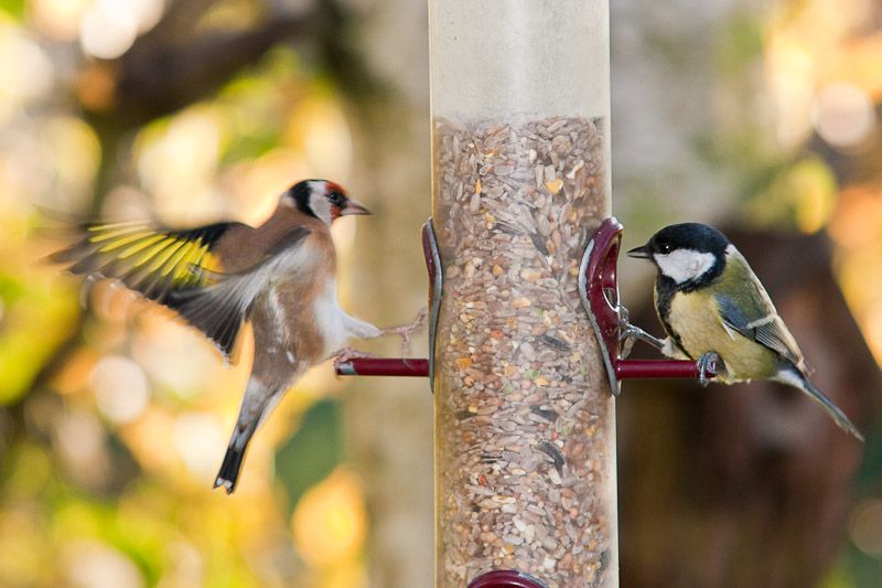 Feeder-0162.jpg