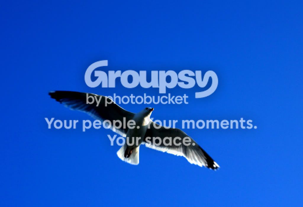 gull2s.jpg
