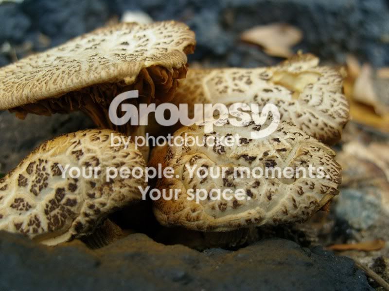 shroom0822007c.jpg