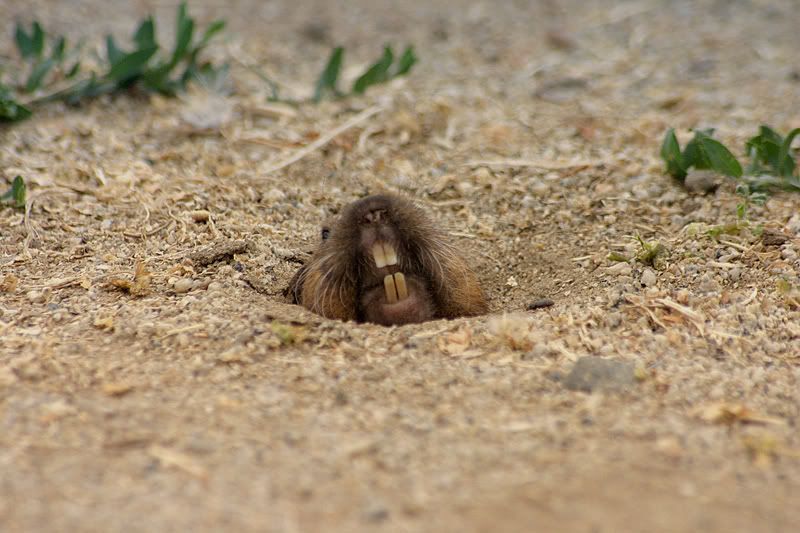 gopher3.jpg