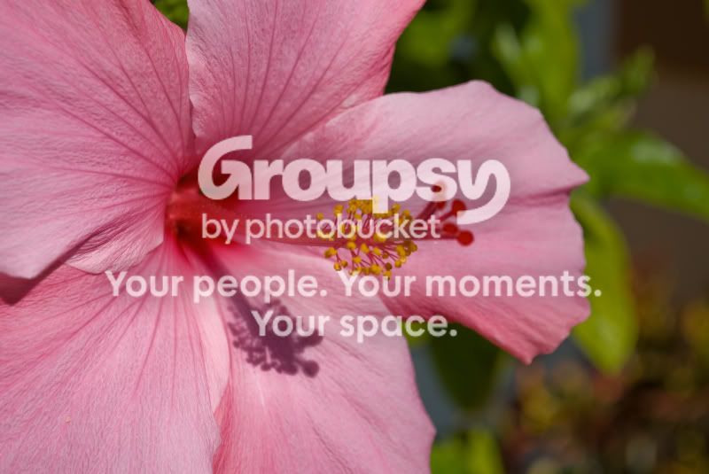 flower1.jpg