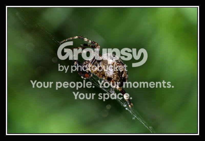 Spinne_grn_framed.jpg