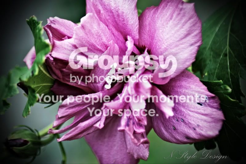 flower.jpg