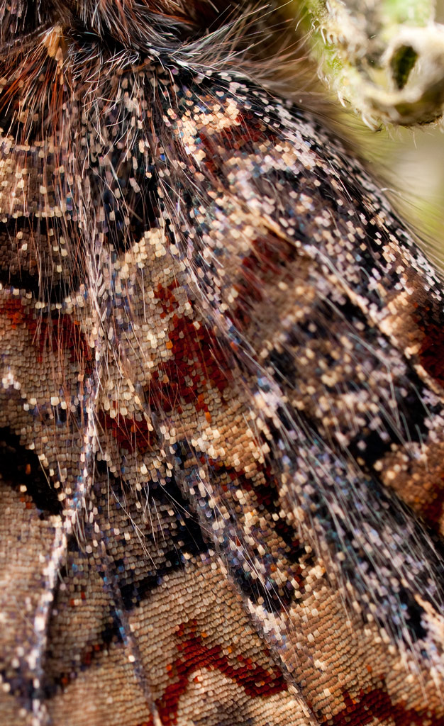 red_admiral_09.jpg