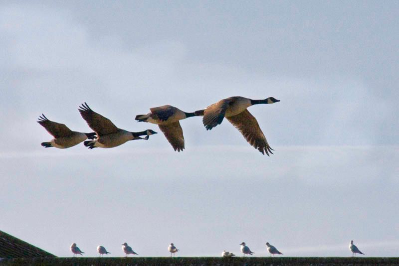 Flypast.jpg