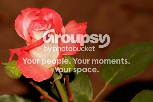 rose1.jpg