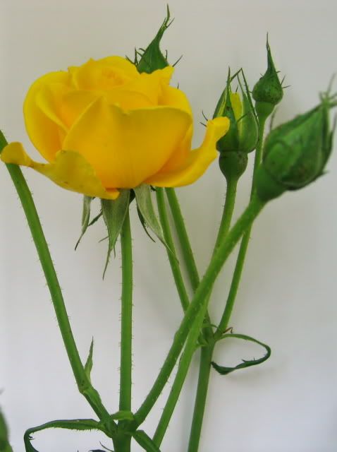 A_Rose2.jpg