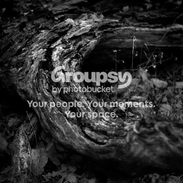 stump-bw-sm.jpg