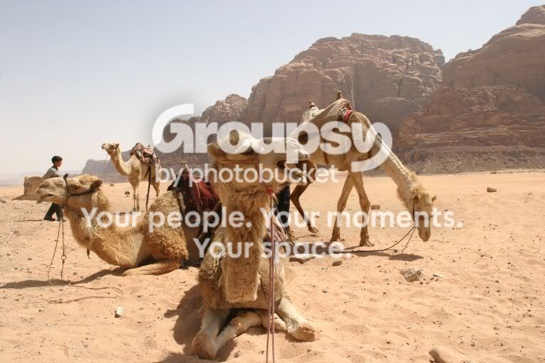 camels.jpg