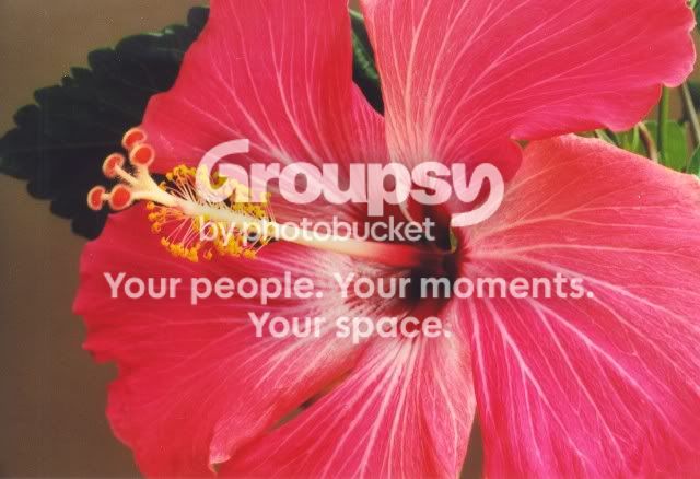 hibiscus2.jpg