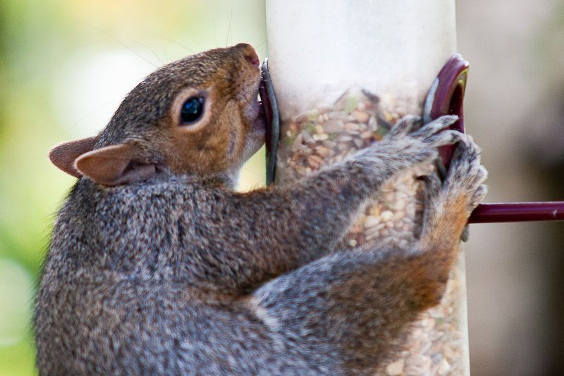 191010squizzle1.jpg