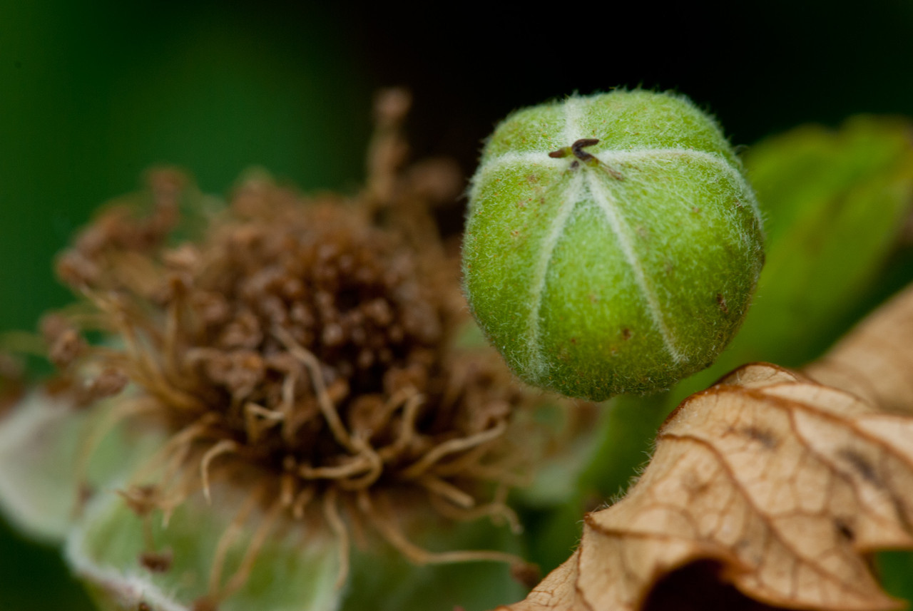 DSC_1642-X2.jpg