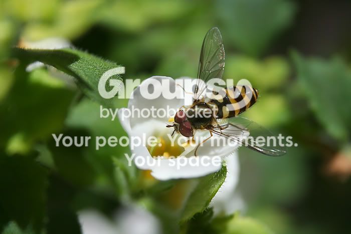 Wasp.jpg