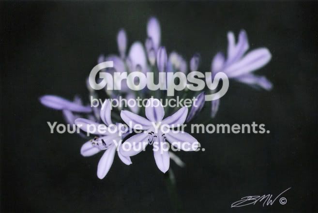purpleflower.jpg