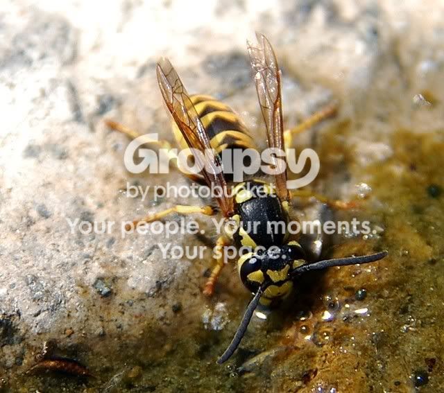 wasp27.jpg