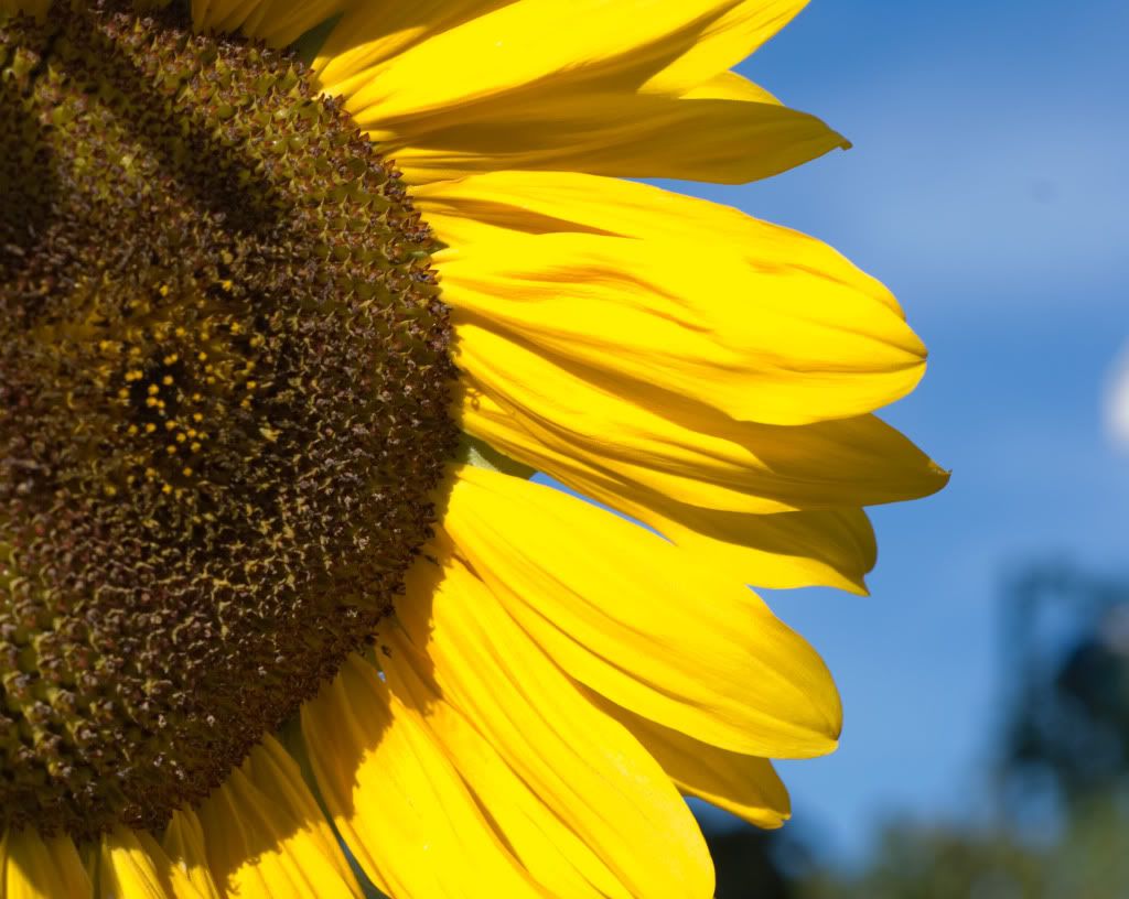 Sunflower.jpg