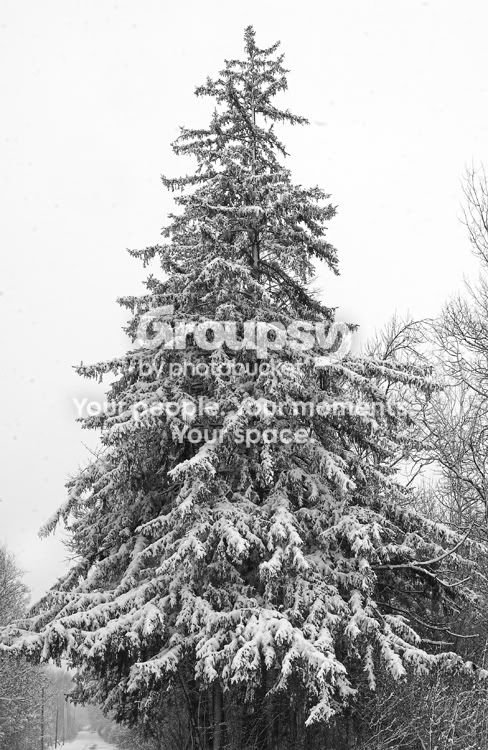 GiantChristmasTree-1.jpg