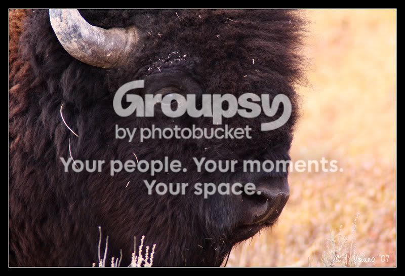 Bison-Eye.jpg