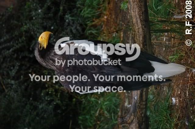 birdofprey-1.jpg