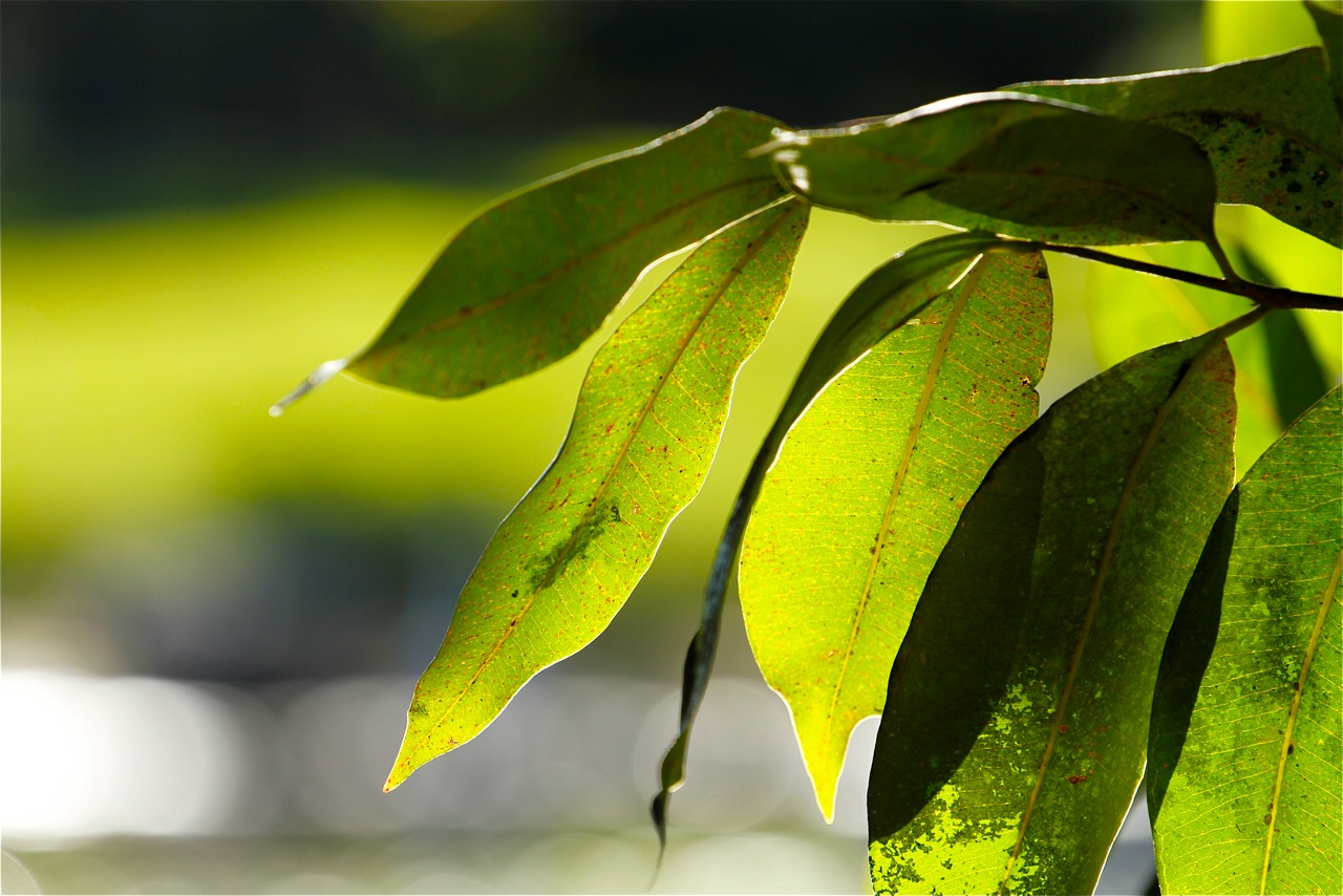 Leaf.jpeg