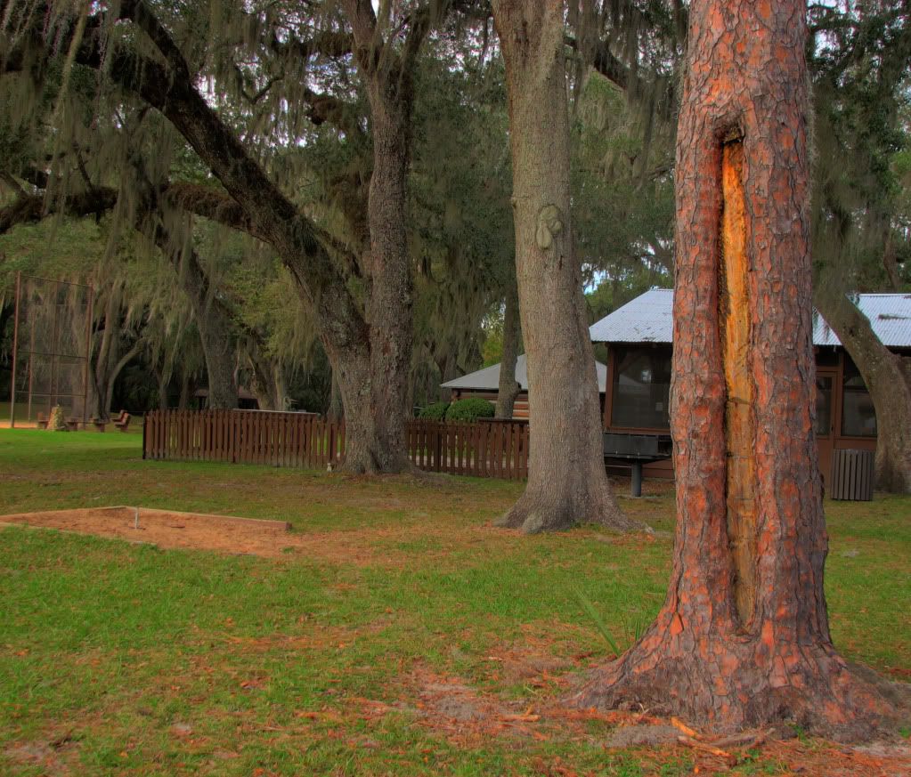 TreesFortChristmas-2.jpg