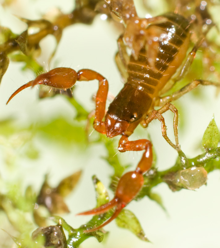 pseudoscorpion_06.jpg